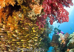 Another classic Raja Ampat scene by Geoff Spiby 